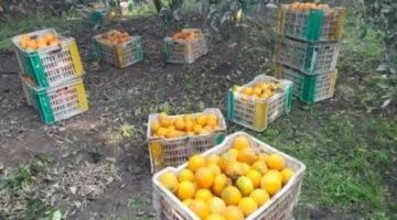 سعر ثابت البرتقال بـ15 جنيها في أسواق بورسعيد الاثنين